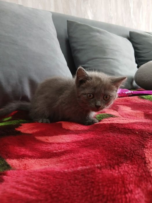 Продам милого котенка