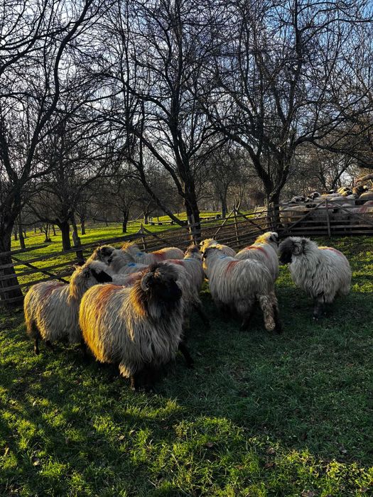 Vind oi bucalai tinere gestante