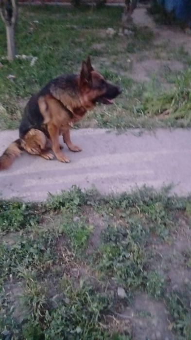 Продам собаку овчарку