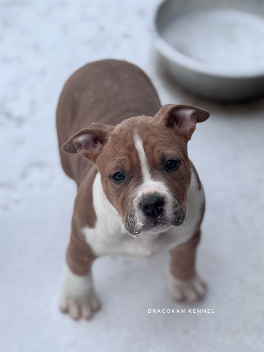 Pui amstaff rasa pură cu pedigree