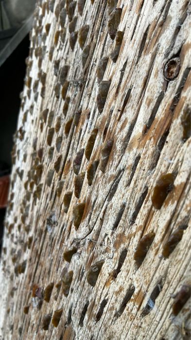 Автентична диканя