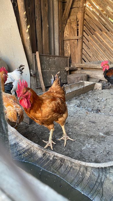 Cocoșii de vânzare