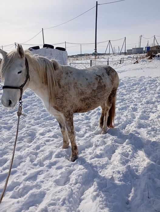 Продам кобылу 6лет