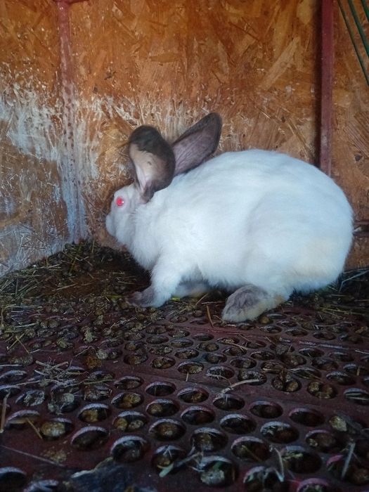 Uriaș de Transilvania