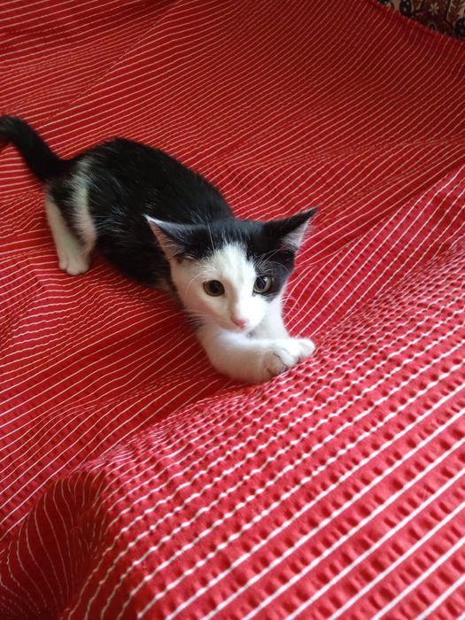 Котенок отдаем.