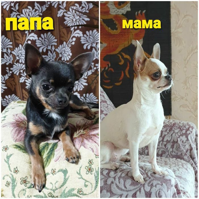 Щенок чихуахуа мальчик