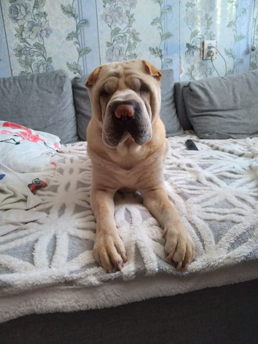 Шарпей ищет себе подругу,для сводки.