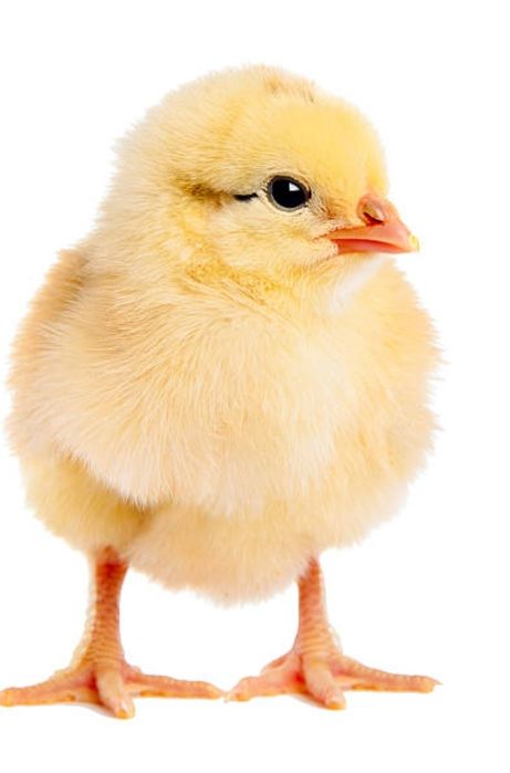 Цыплята бройлерные