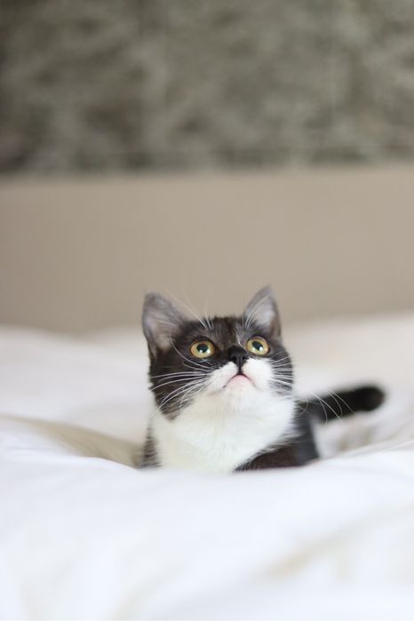 Отдаем котенка в хорошую и любящую семью