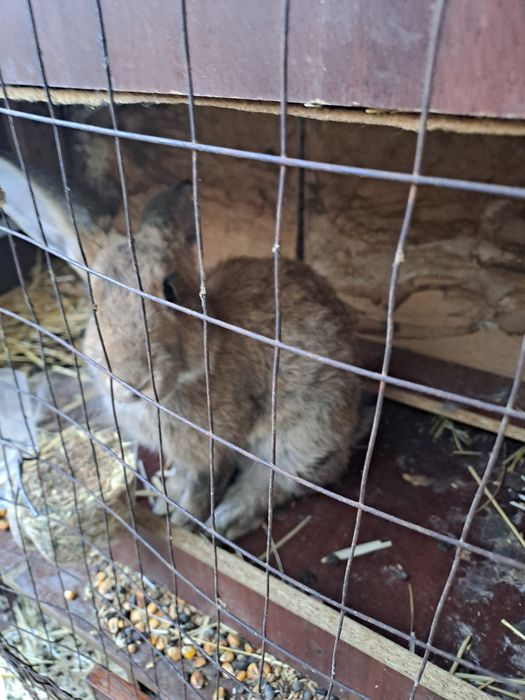 Кролики,кояндар Шымкент