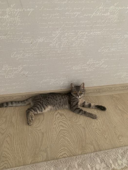 котенок в добрые руки