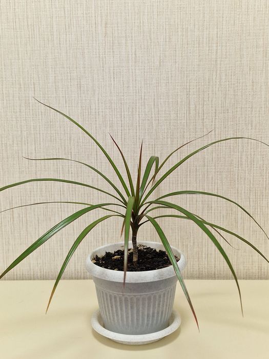 Комнатное растение драцена