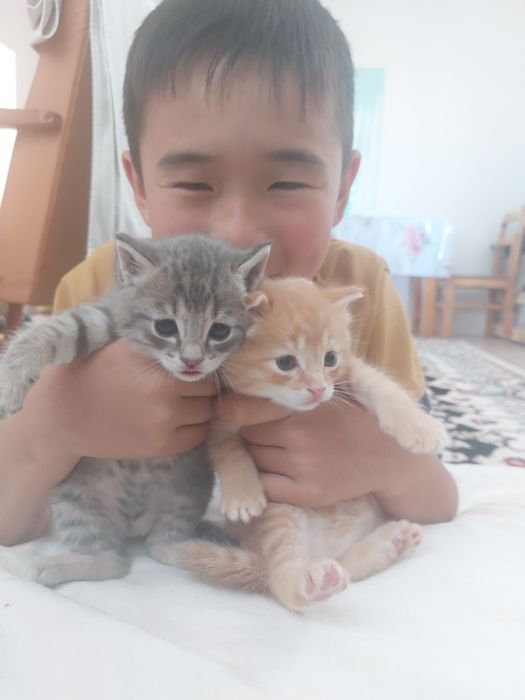 Отдам котёнка в добрые руки