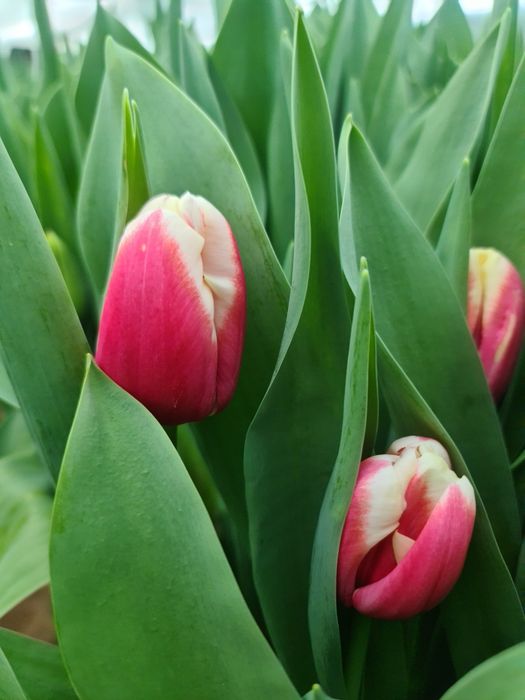 Тюльпаны триумф оптом Алматы и область