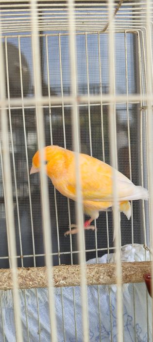 Конарейка самец,.