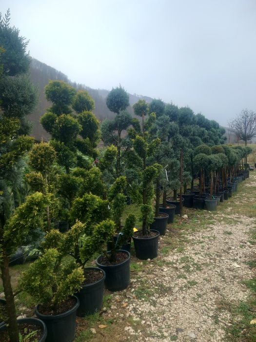 Mesteacăn , tei de floare, frasin