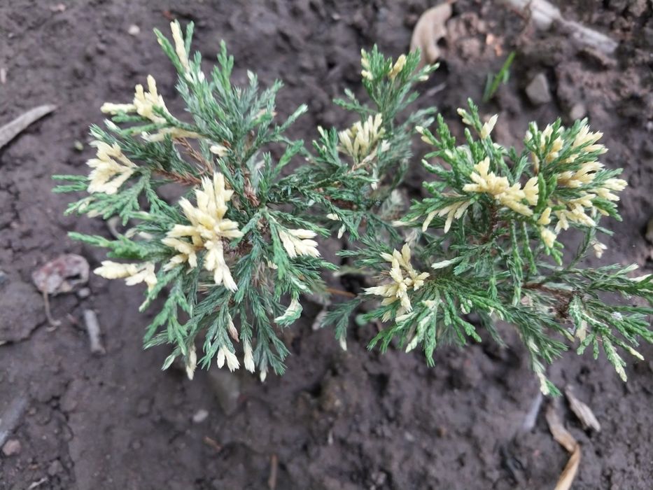 Продам кустарники