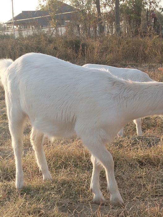 Сүтті ешкі  ылактарымен