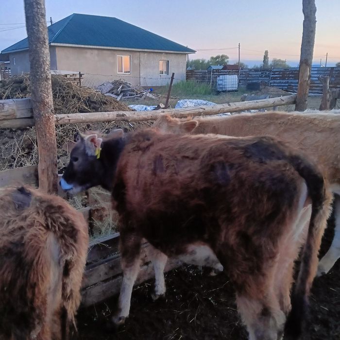 Тана кунажын. Телка