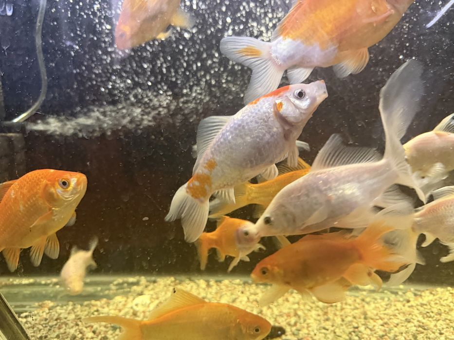 Продам рыб комет