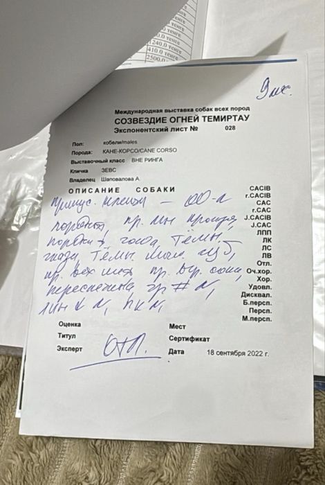 Щенки кане корсо