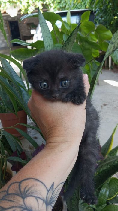 Скоттиш фолд котята