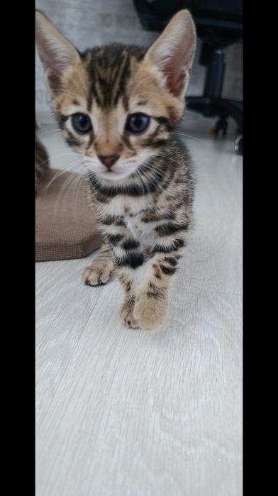 Продам бенгальских котят 120000 тг.