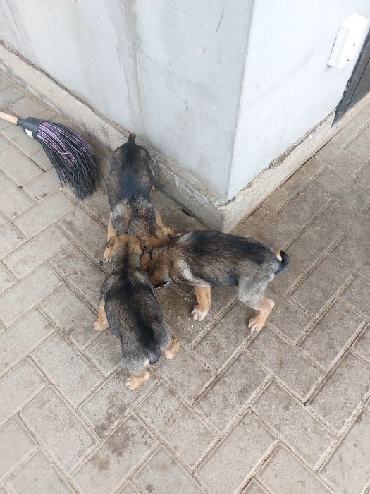 Щенки помесь яктерьера