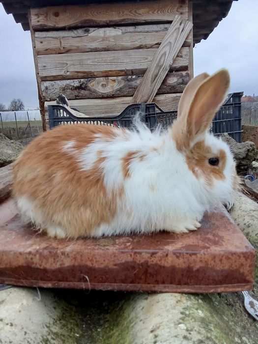 Vând iepuri  cap de leu