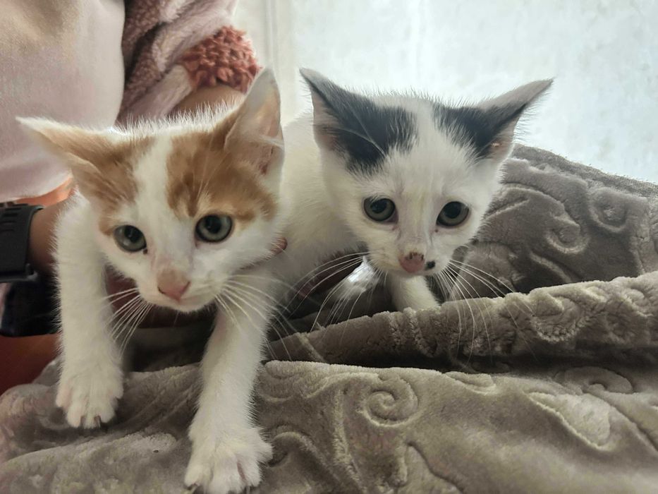 Подарявам Котета