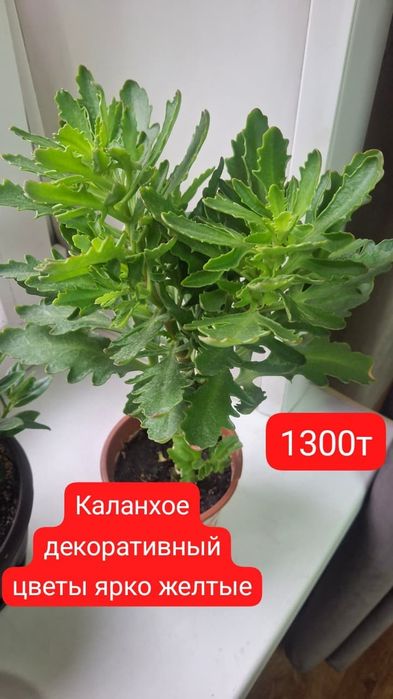 Комнатный  декоративный перчик