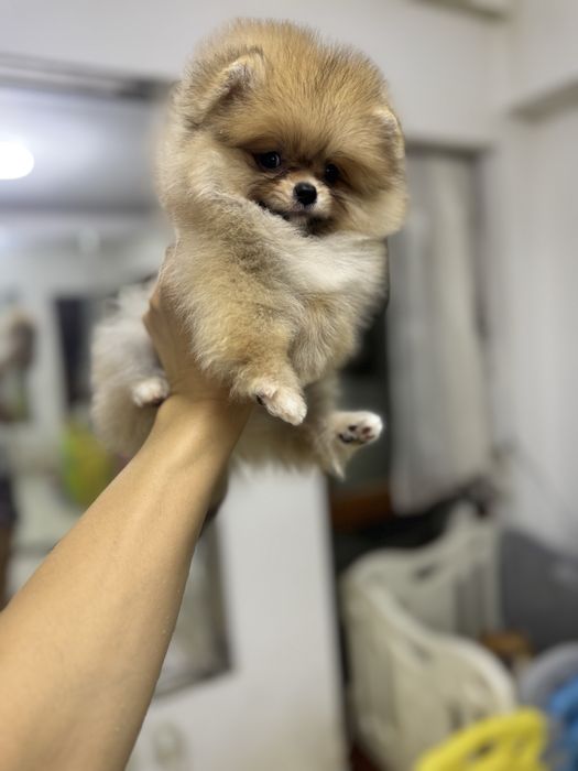 Femela pomeranian fci pedigree