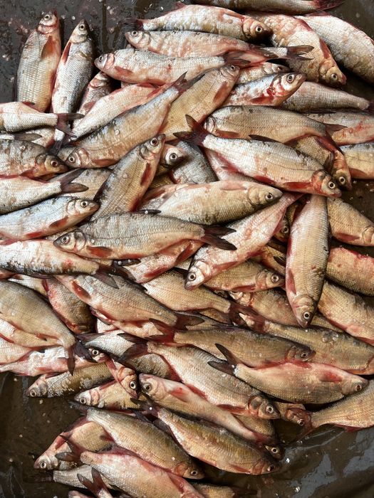 Рыба рыбец (май балык)тг свежий