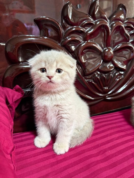 2oylik shatlanskiy ogil