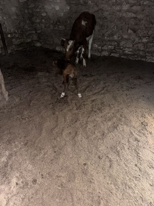 10 бас сиыр сатылады