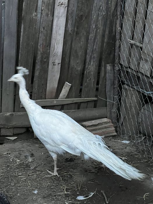 Vand păun mascul 6 ani