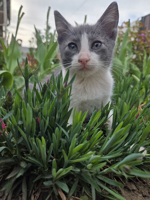 Ofer spre adoptie 3 pisicuțe drăgălașe.