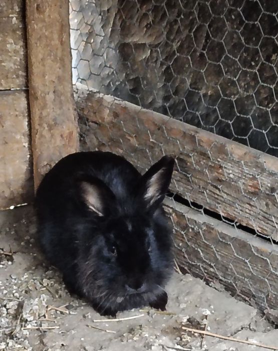 Vând sau schimb femela cap de leu