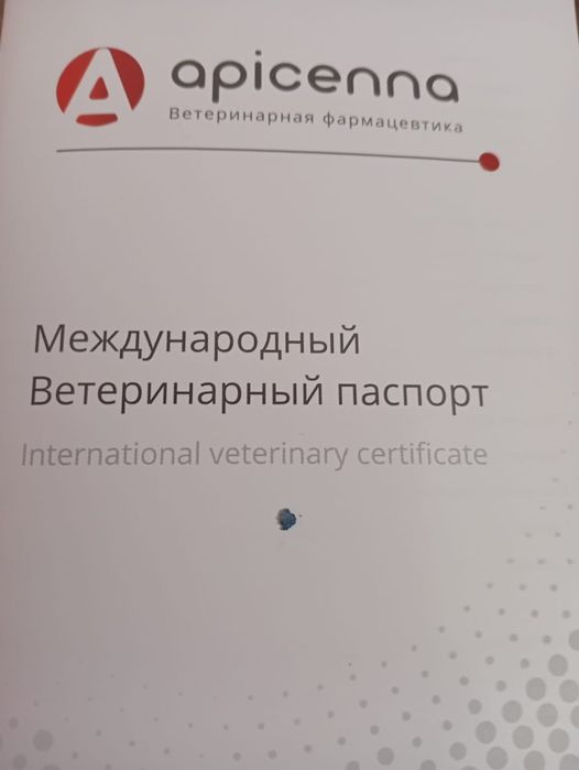 Кот британец ,для вязки .