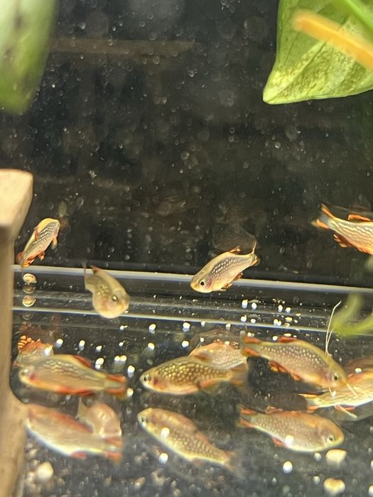 Somn sticla, Kuli, Tetra Ember, Microrasbora Galaxy, Sewelia, L201