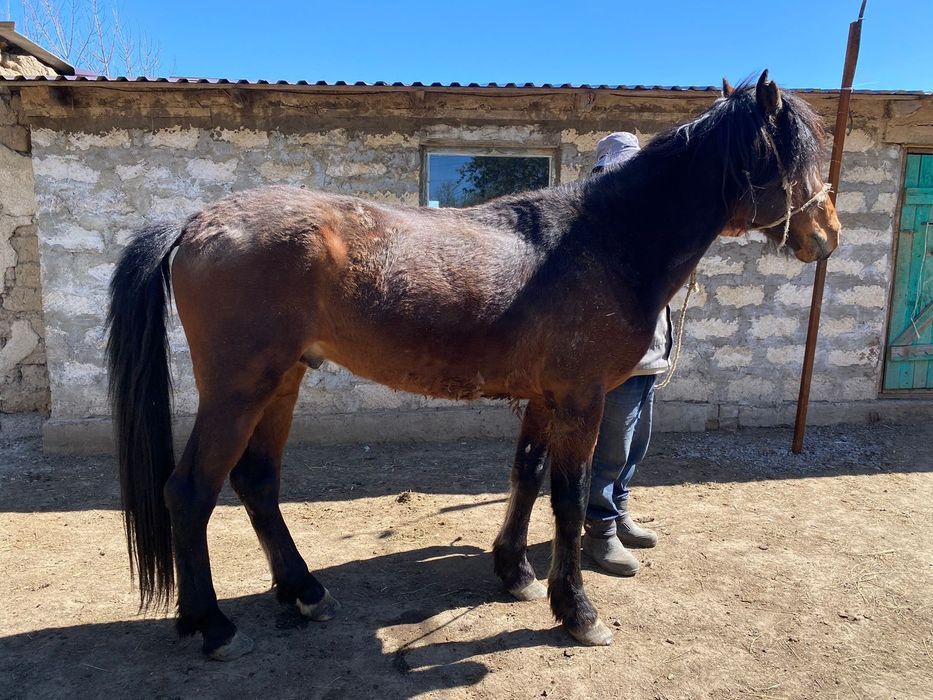 Айғыр сатылады. Хобда ауданы