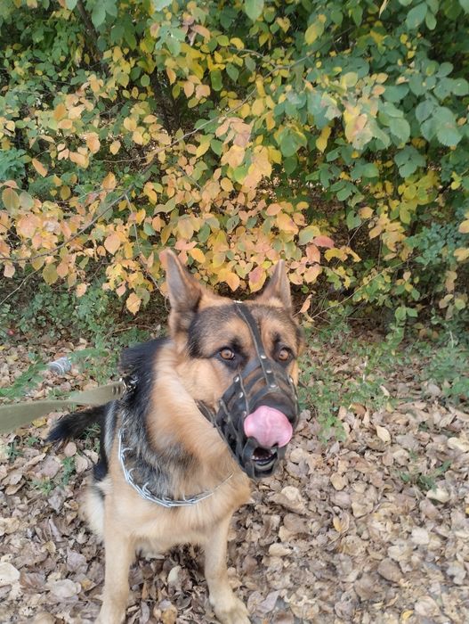 Животные вязка собак