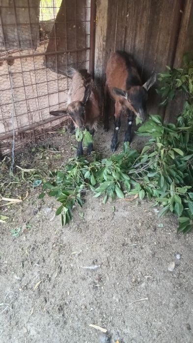 Țap si iada de vânzare amândoi sunt fără coarne din rasa alpin francez