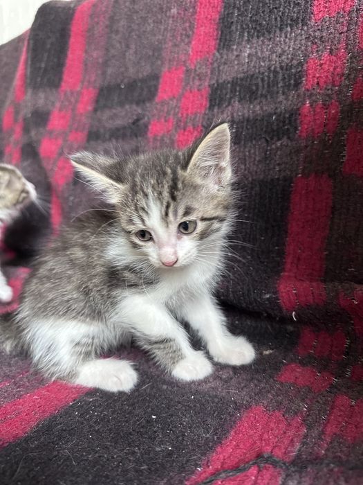Котята даром полтара месяца