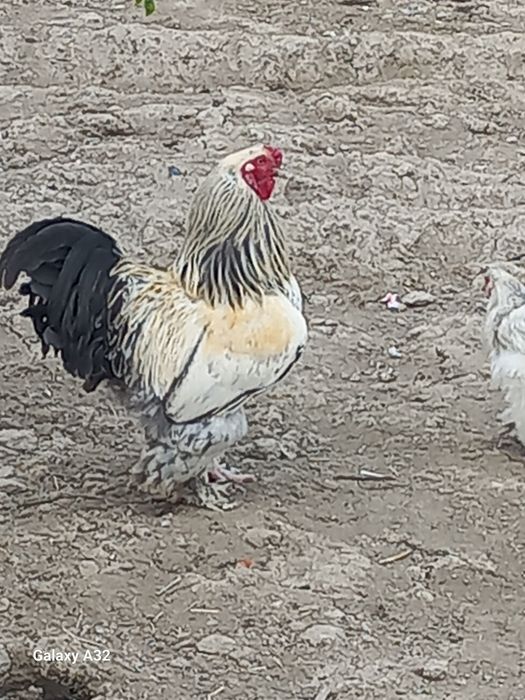 Брама тухумлари сотилади бостириша уругланга