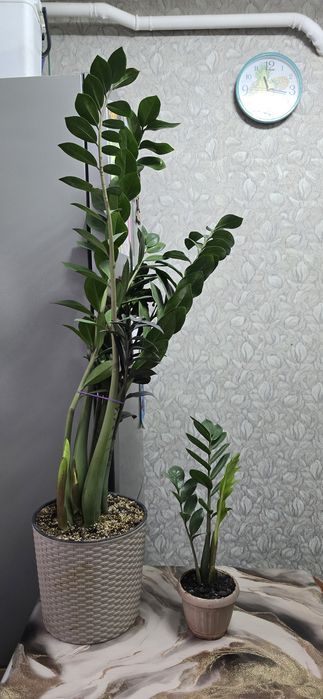 Замиакулькас доллоровое дерево