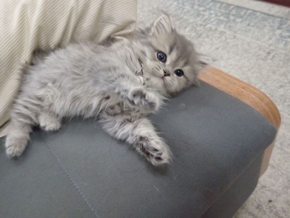 Котенок(mushukcha)
