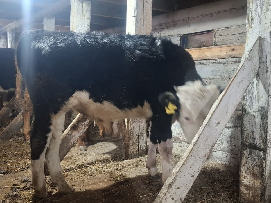 Продаю  молодняк оптом