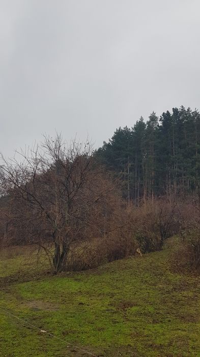 Продава се Парцел в Сапарева баня - 1130 кв.м за 89 €/кв.м - Снимка #1