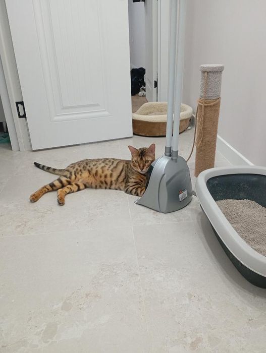 Бенгальский котенок